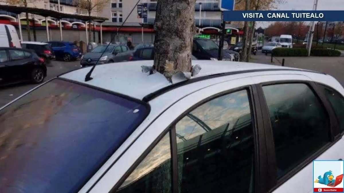 Дерево проросло сквозь машину