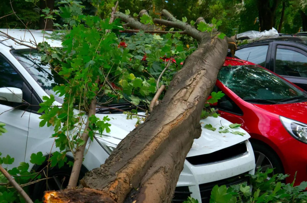 Дерево упало на автомобиль