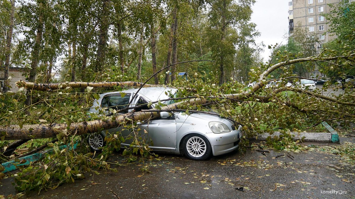 Упавшее дерево