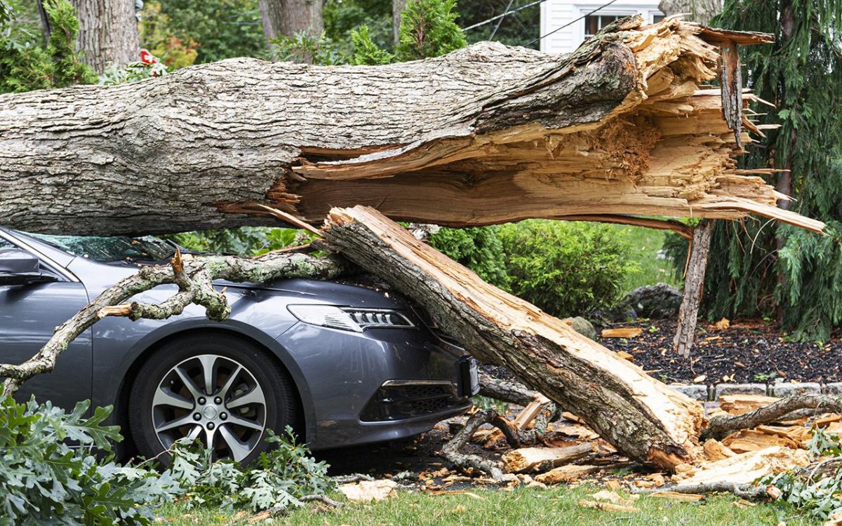 Падение дерева на автомобиль