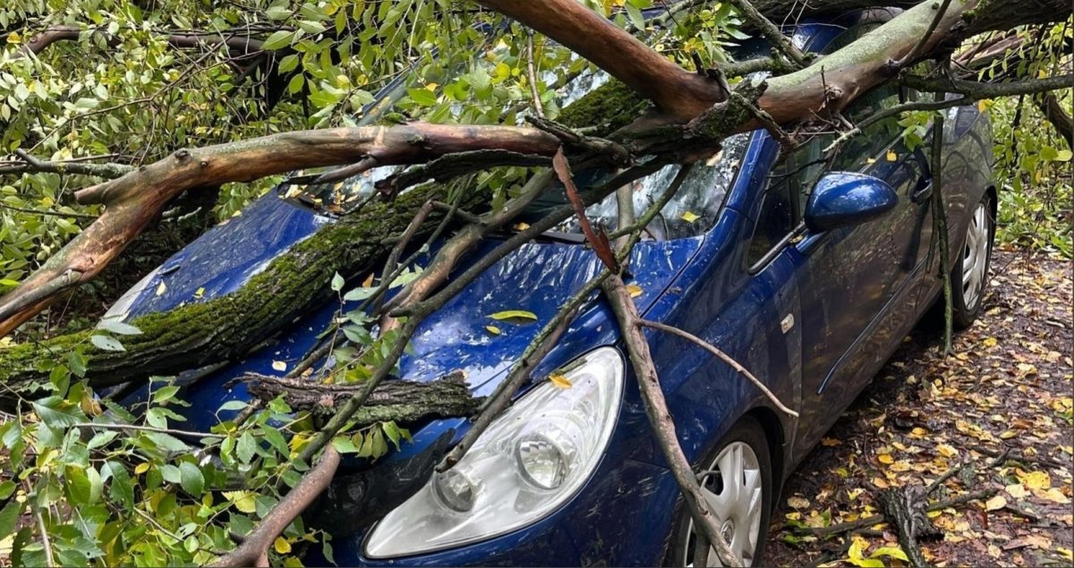 Упавшее дерево