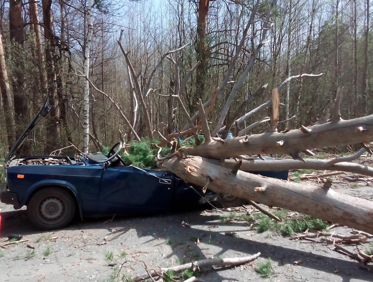 Машину раздавило деревом