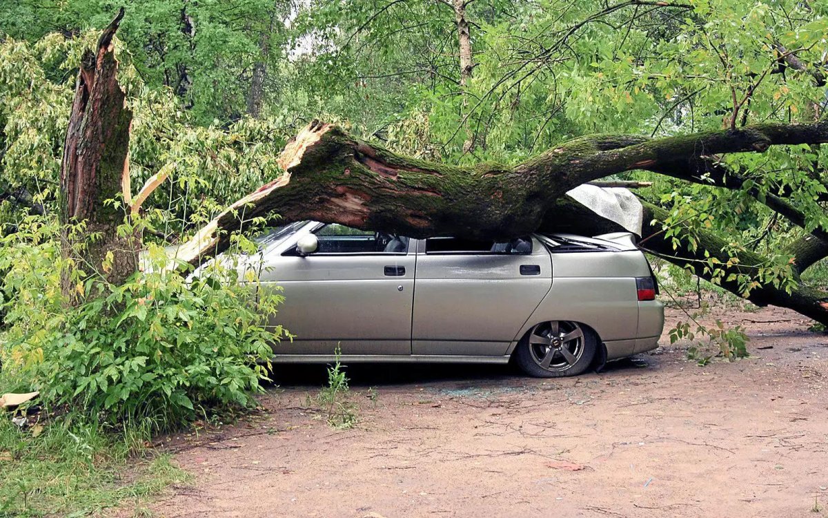 Упавшее дерево на автомобиль