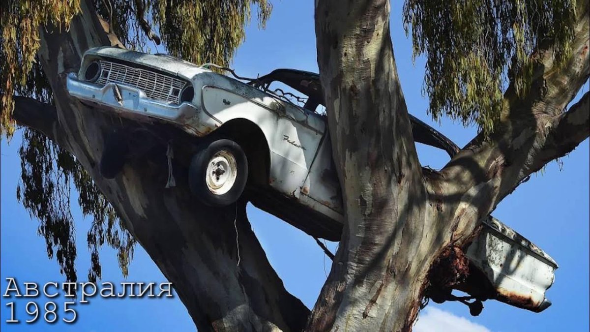 Дерево в автомобиле