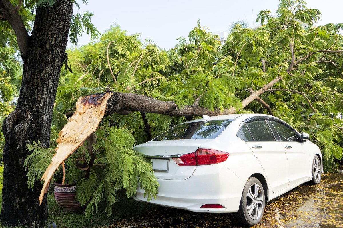 Машина около деревьев