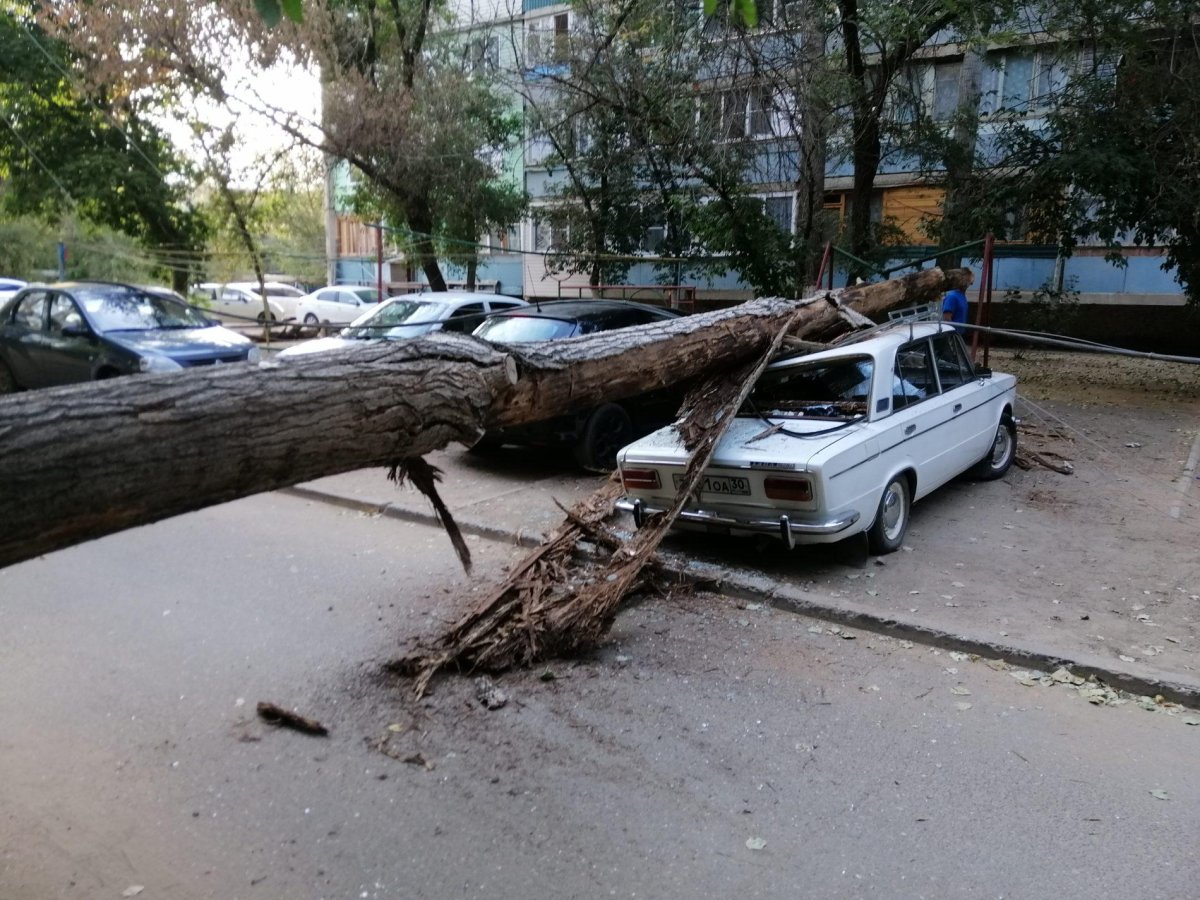 Машину раздавило деревом