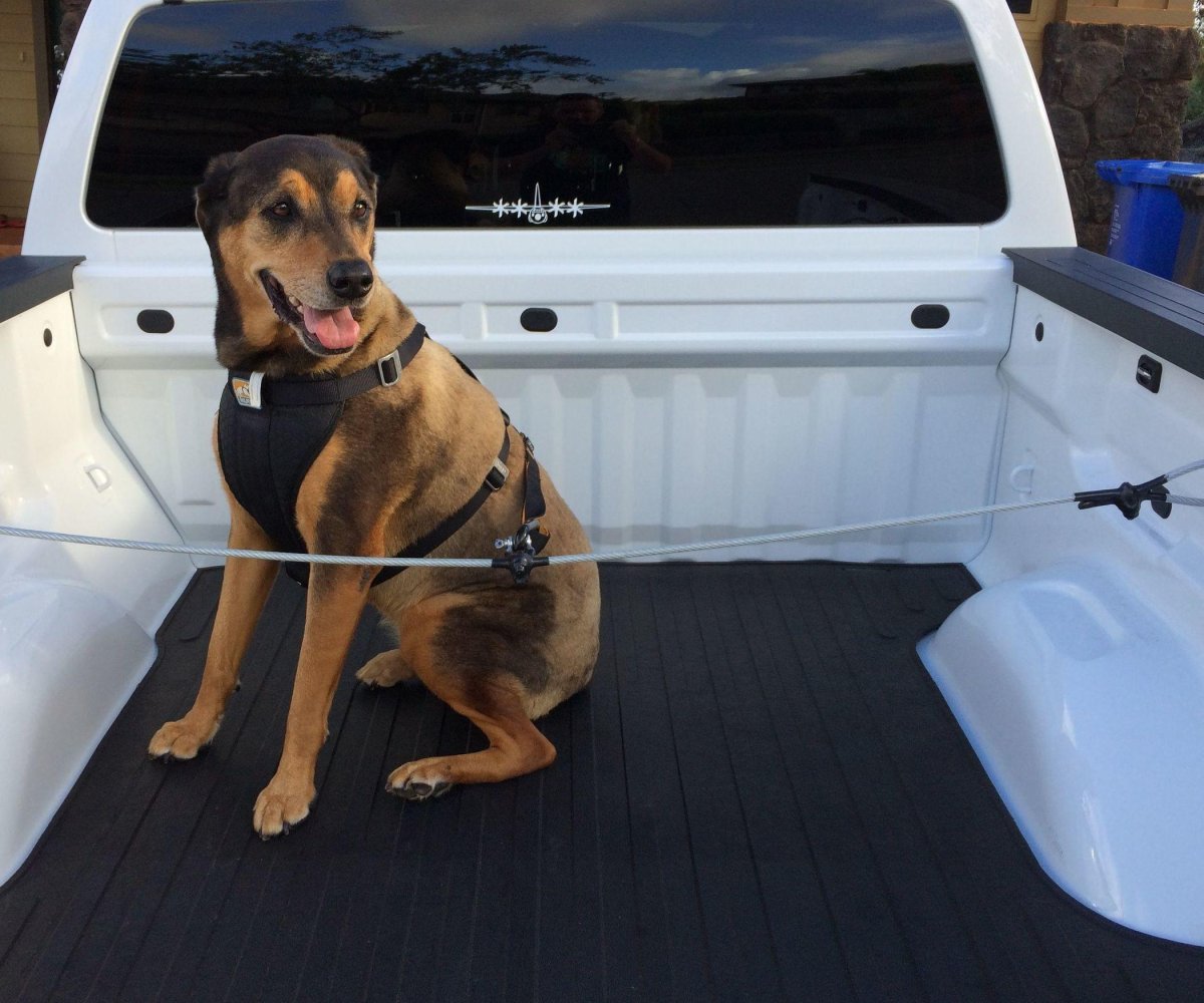 Пикапу собака