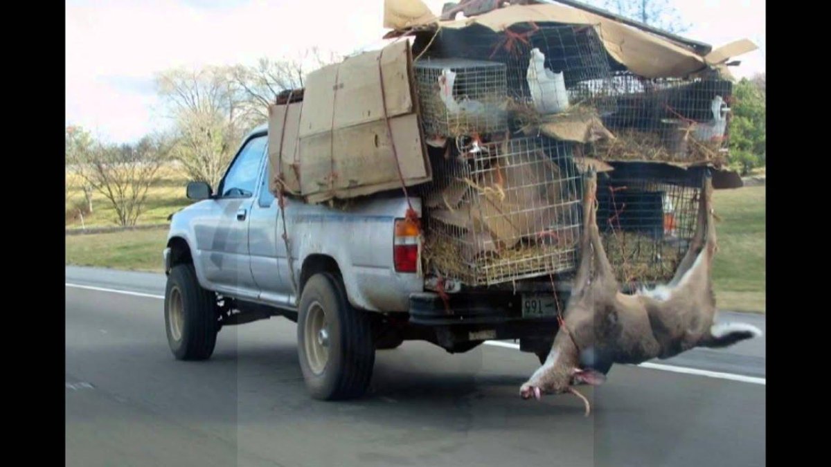 Свинья в авто