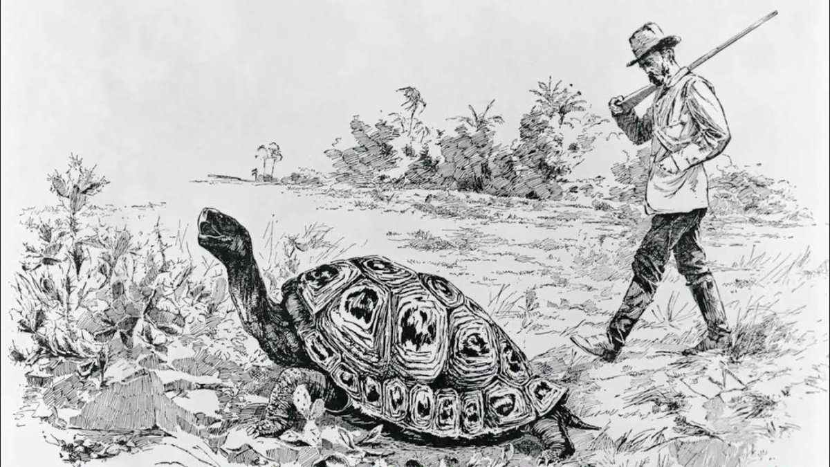 Галапагосские черепахи Дарвин