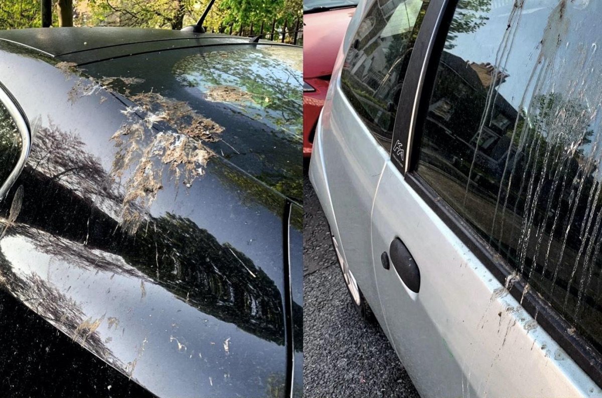 Птичий помёт ЛКП