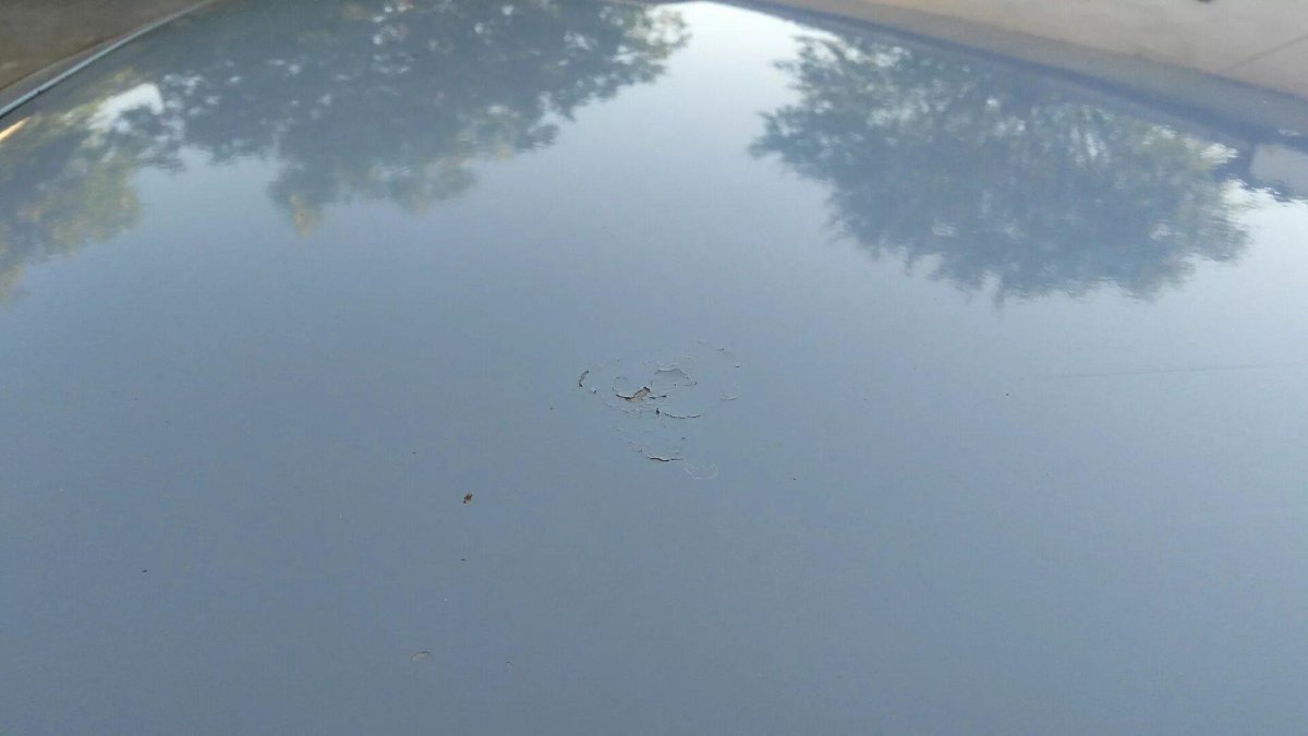 Птичий помет разъел краску