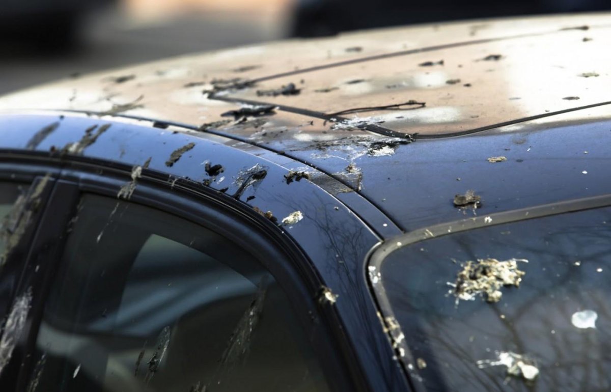 Птичий помет на машине