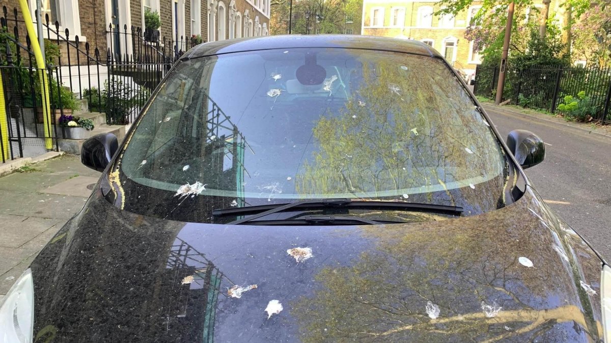 Птичий помет на автомобиле