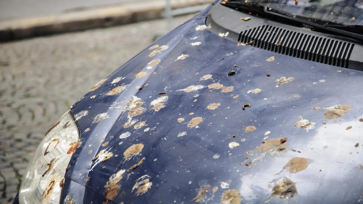 Птичий помет на кузове автомобиля
