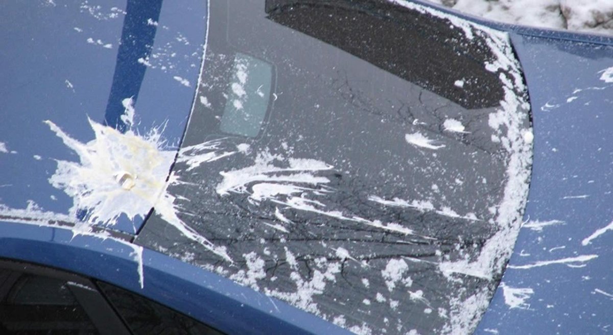 Птичий помет на машине