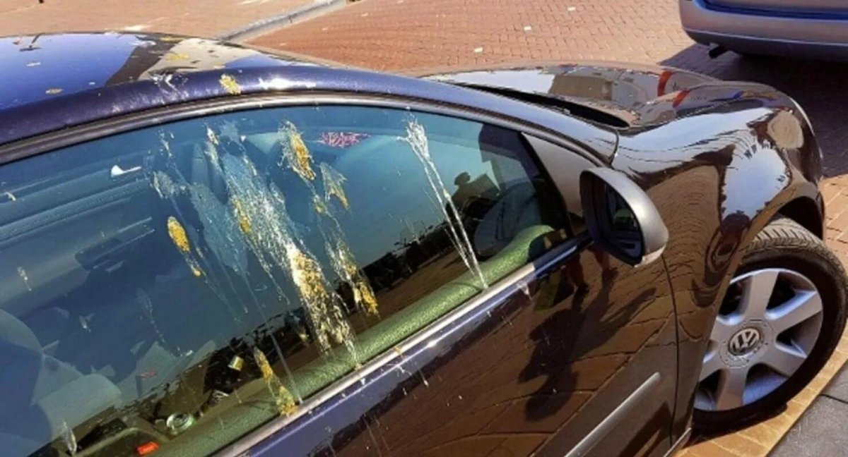 Птичий помет на автомобиле