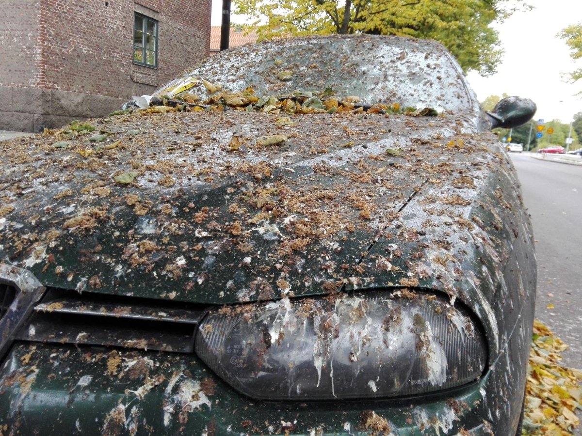 Птицы обгадили машину