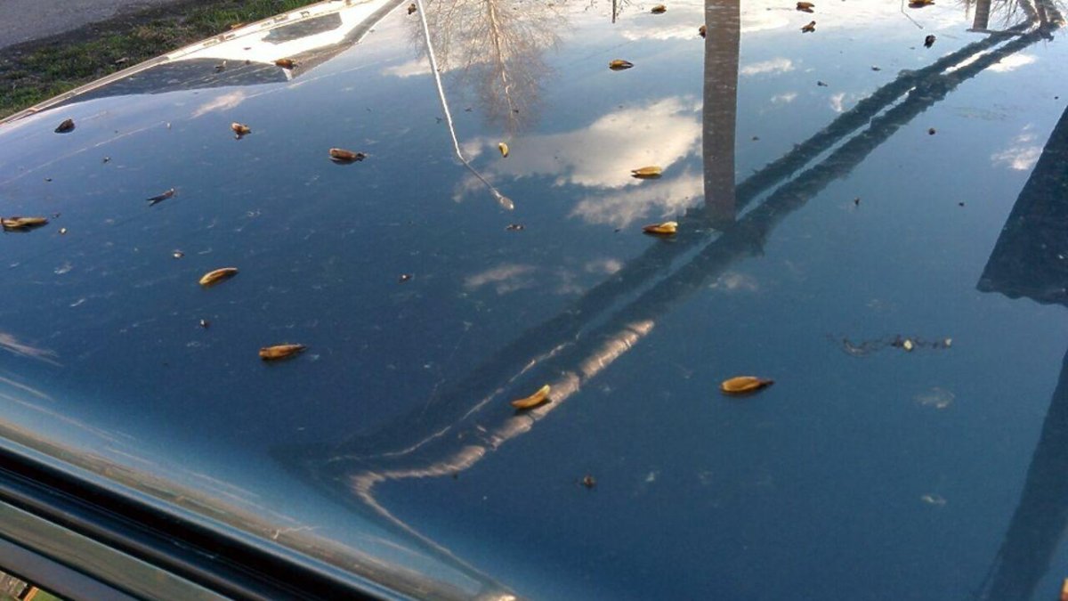 Смола на кузове автомобиля