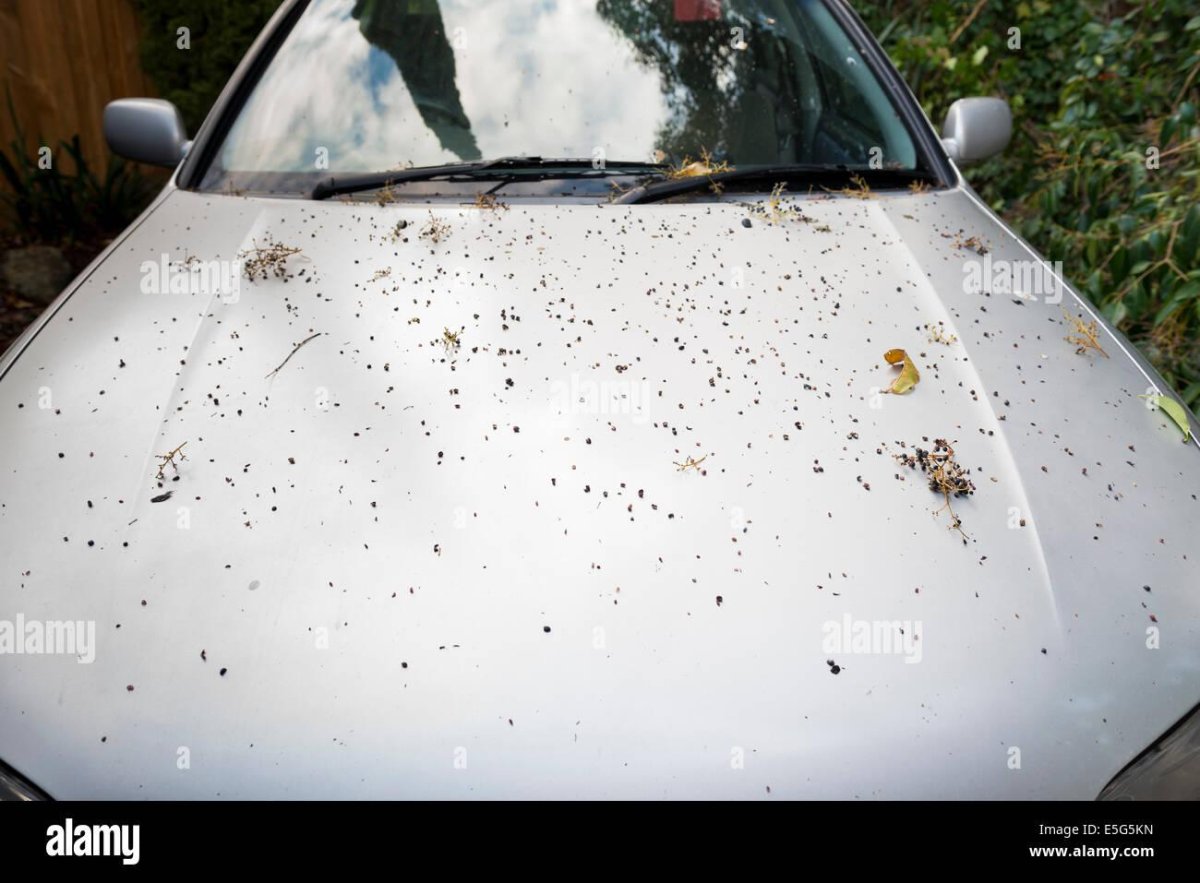 Капот грязной машины