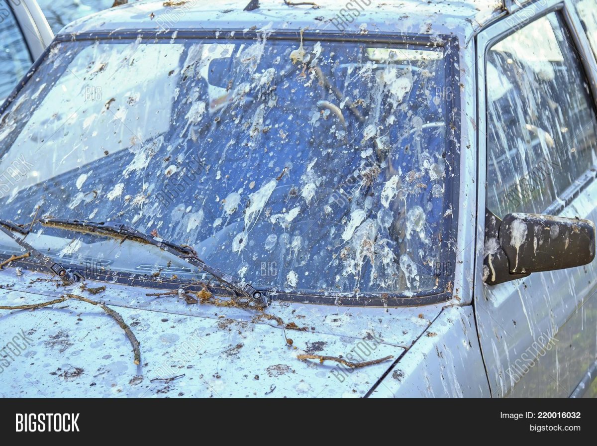 Птичий помет на кузове автомобиля