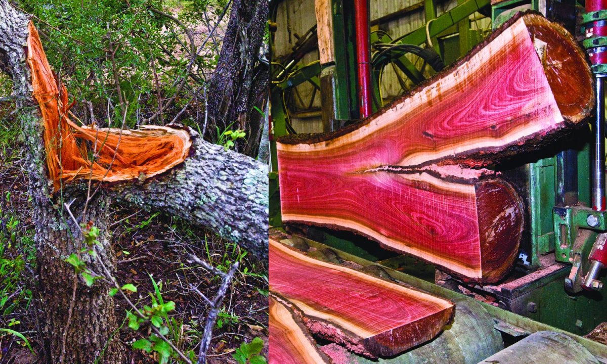 Пинк айвори дерево