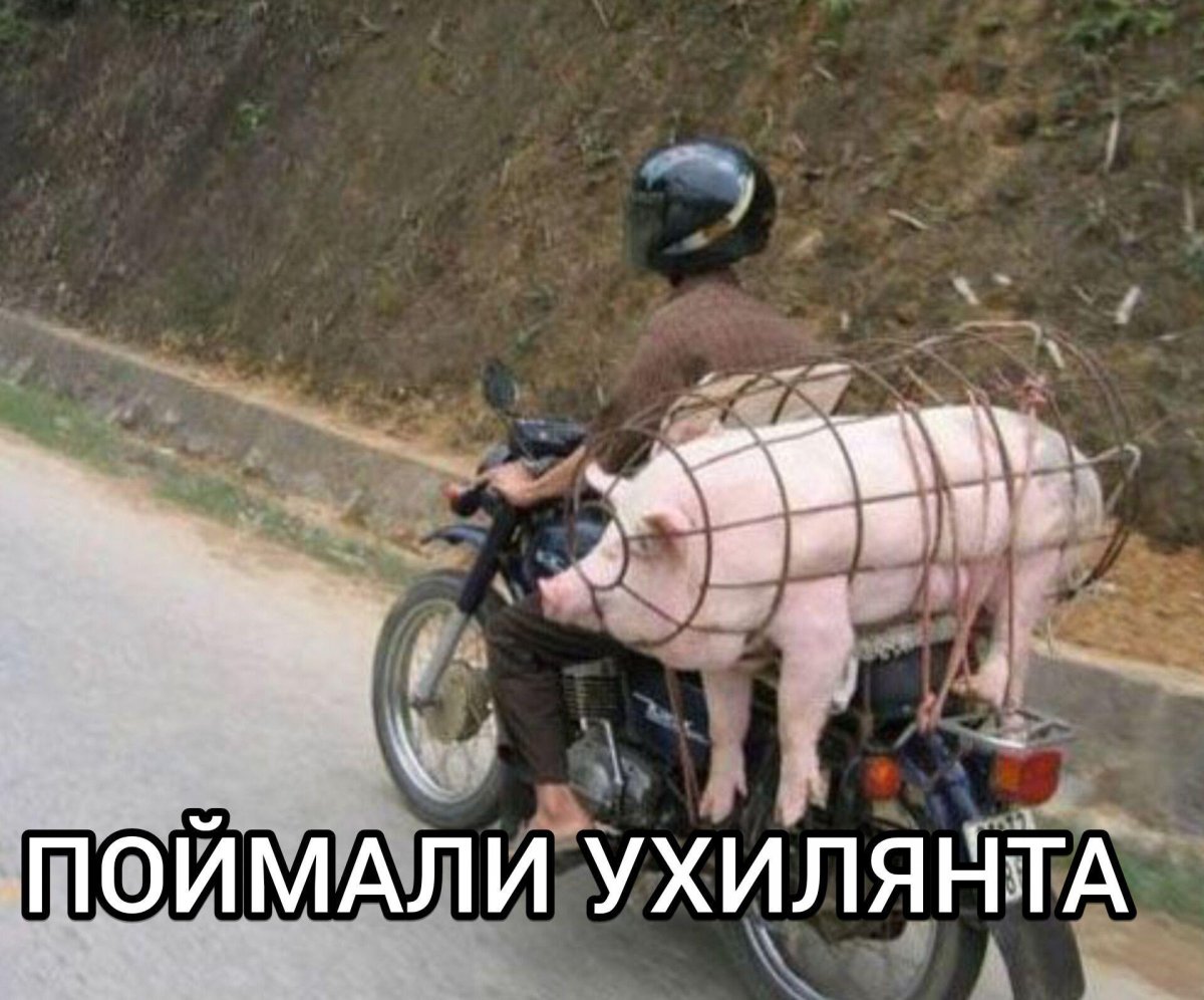 Свинья в шлеме