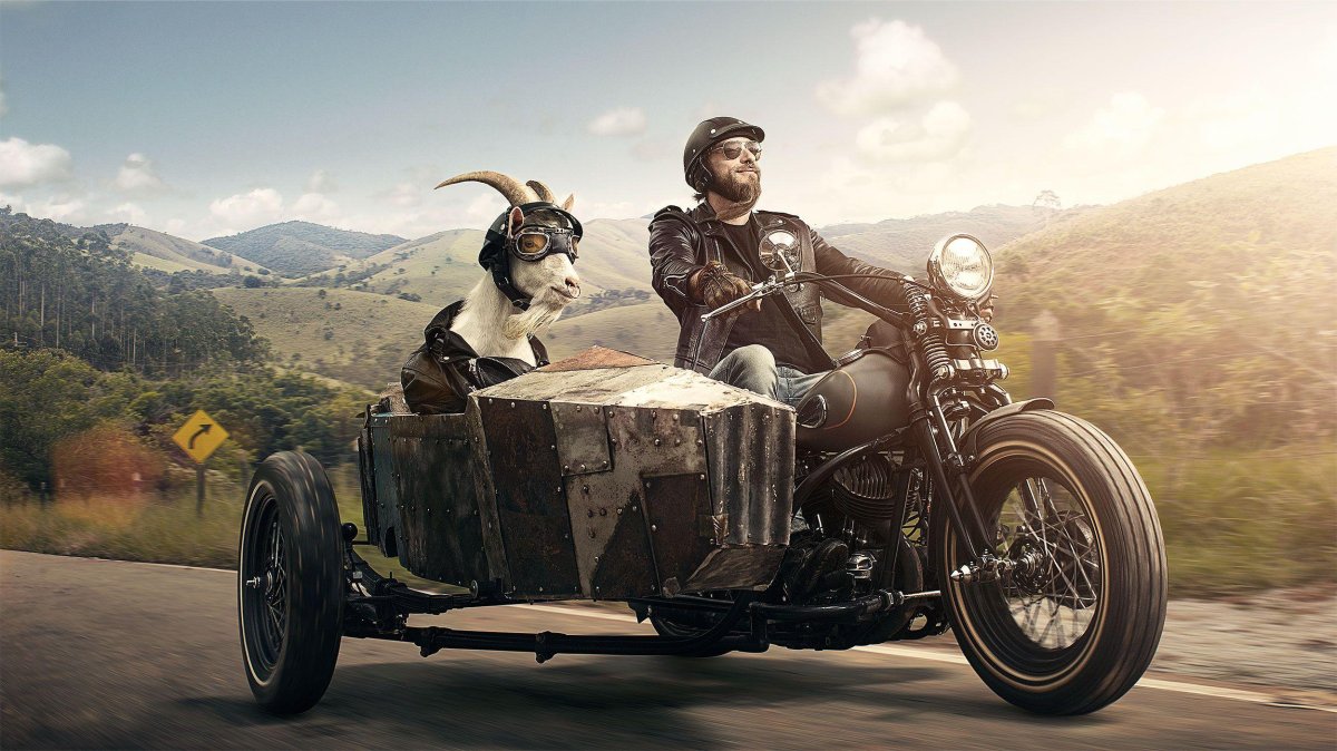 Коза на мотоцикле