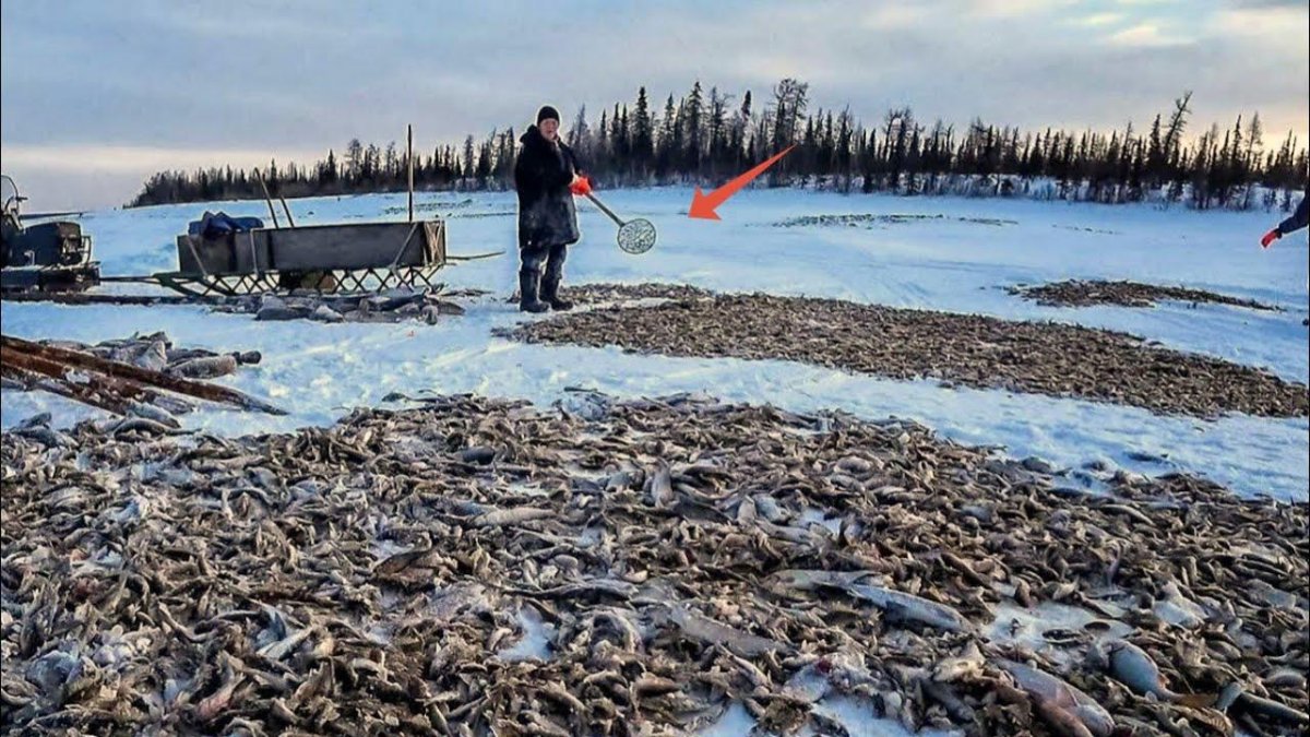 Ненцы рыболовство