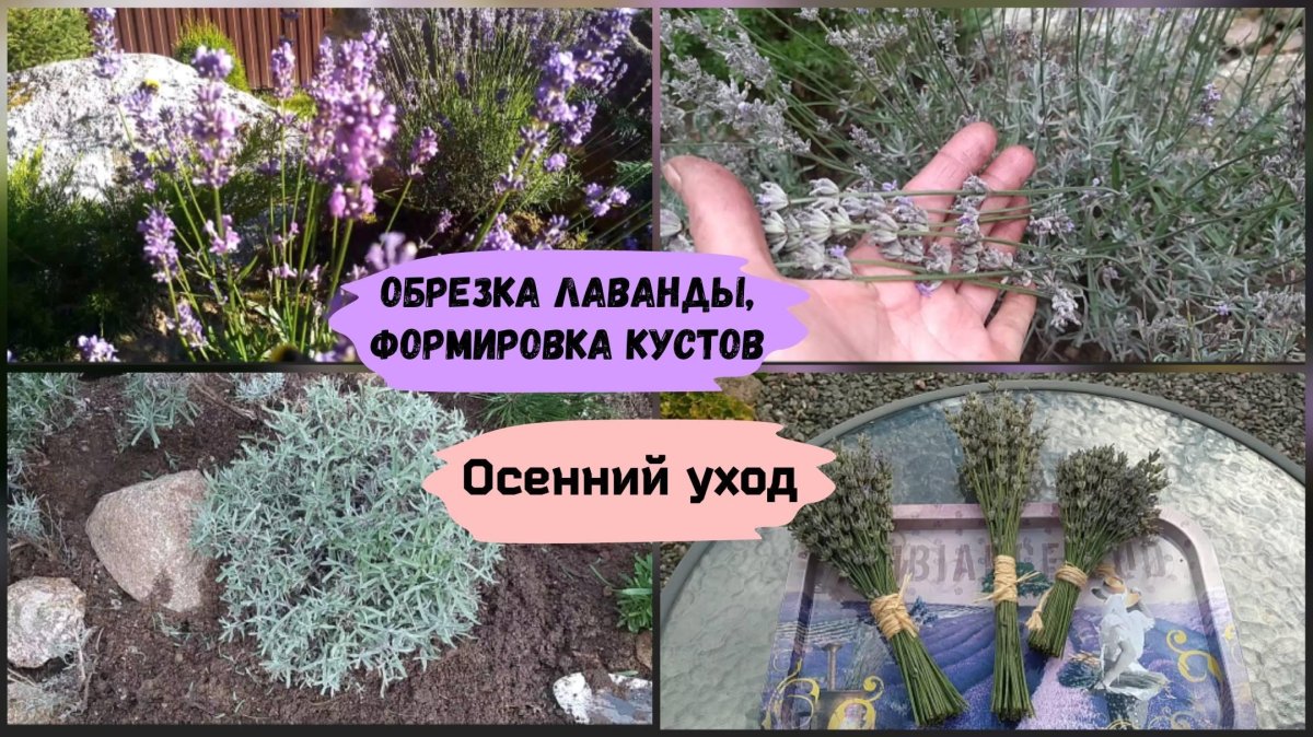 Обрезка лаванды