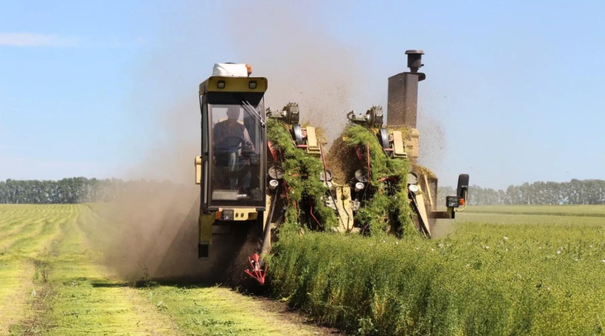 Уборка льна долгунца