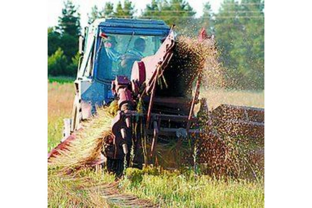 Уборка льна долгунца