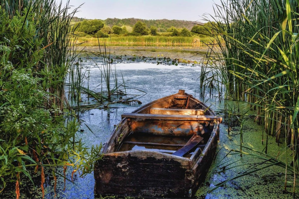 Лодка в камышах