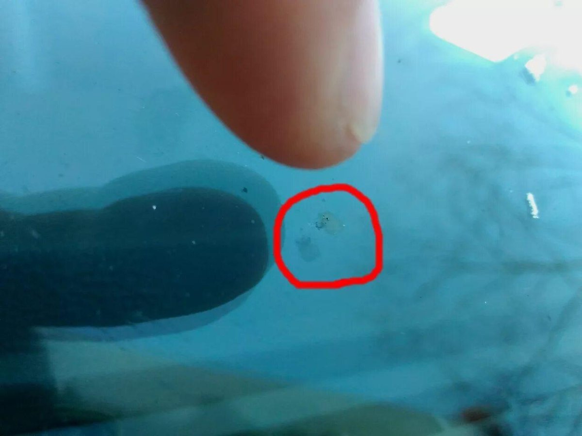 Мелкие сколы на лобовом стекле