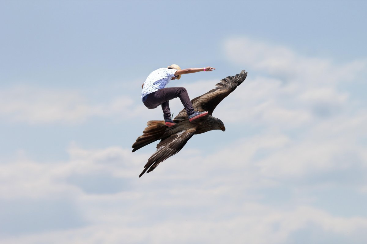 Птица в полете