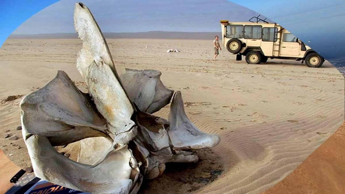 Скелеты на берег пустыни Намиб