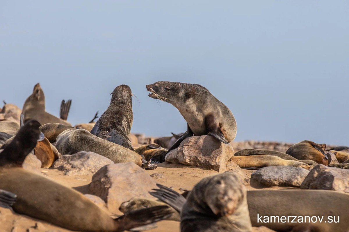 Пляж скелетов Намибия