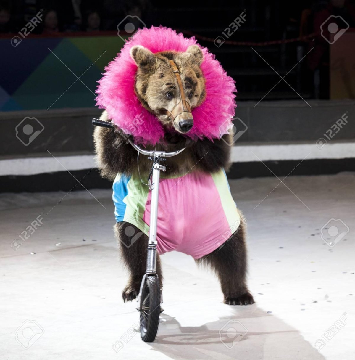 Цирковой медведь