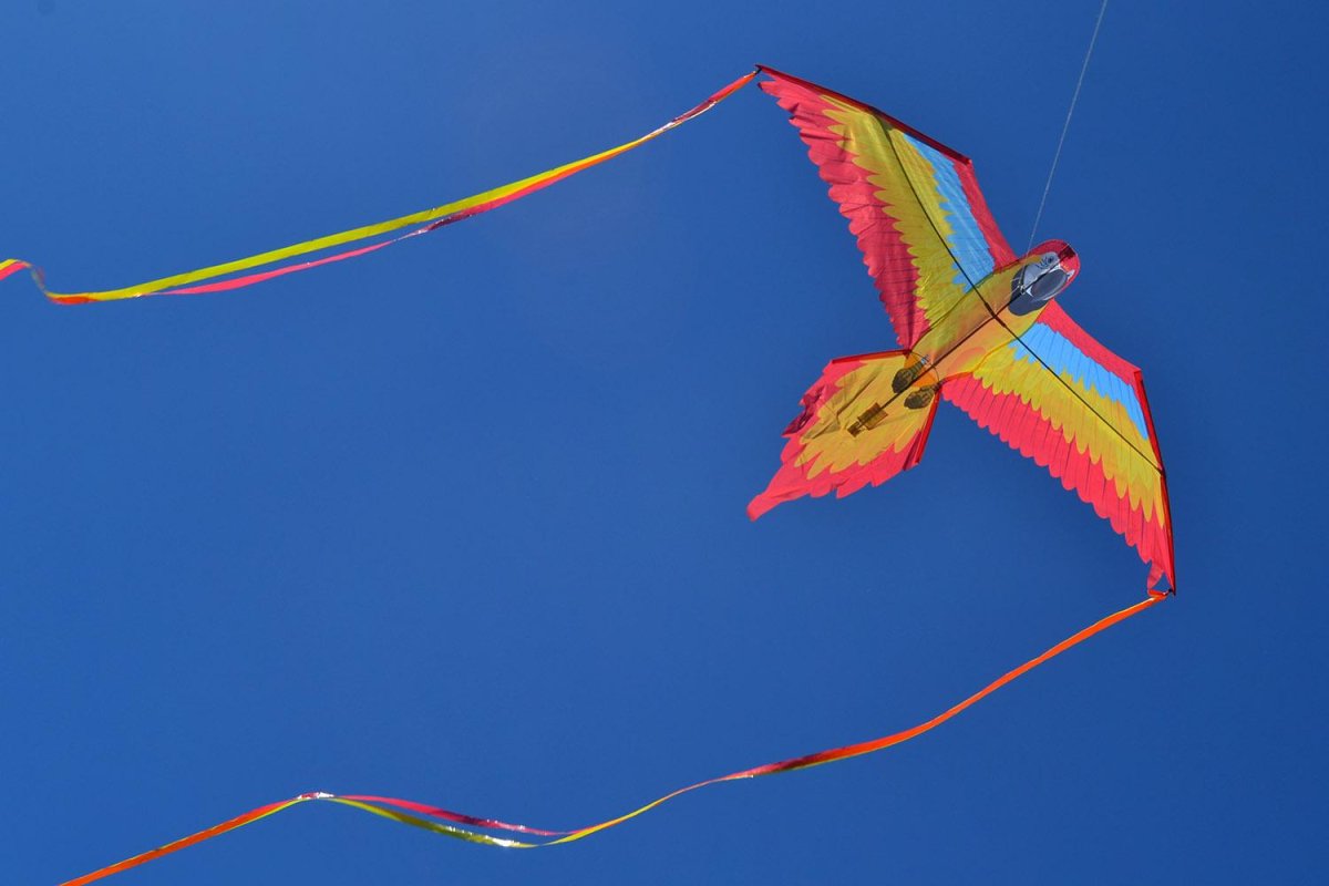 Красочный попугай вектор