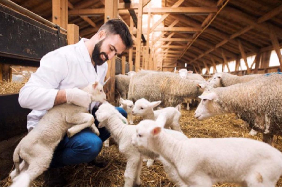 Ягнята на ферме