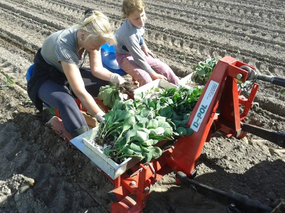 Рассадопосадочная машина для капусты 2х рядная польская