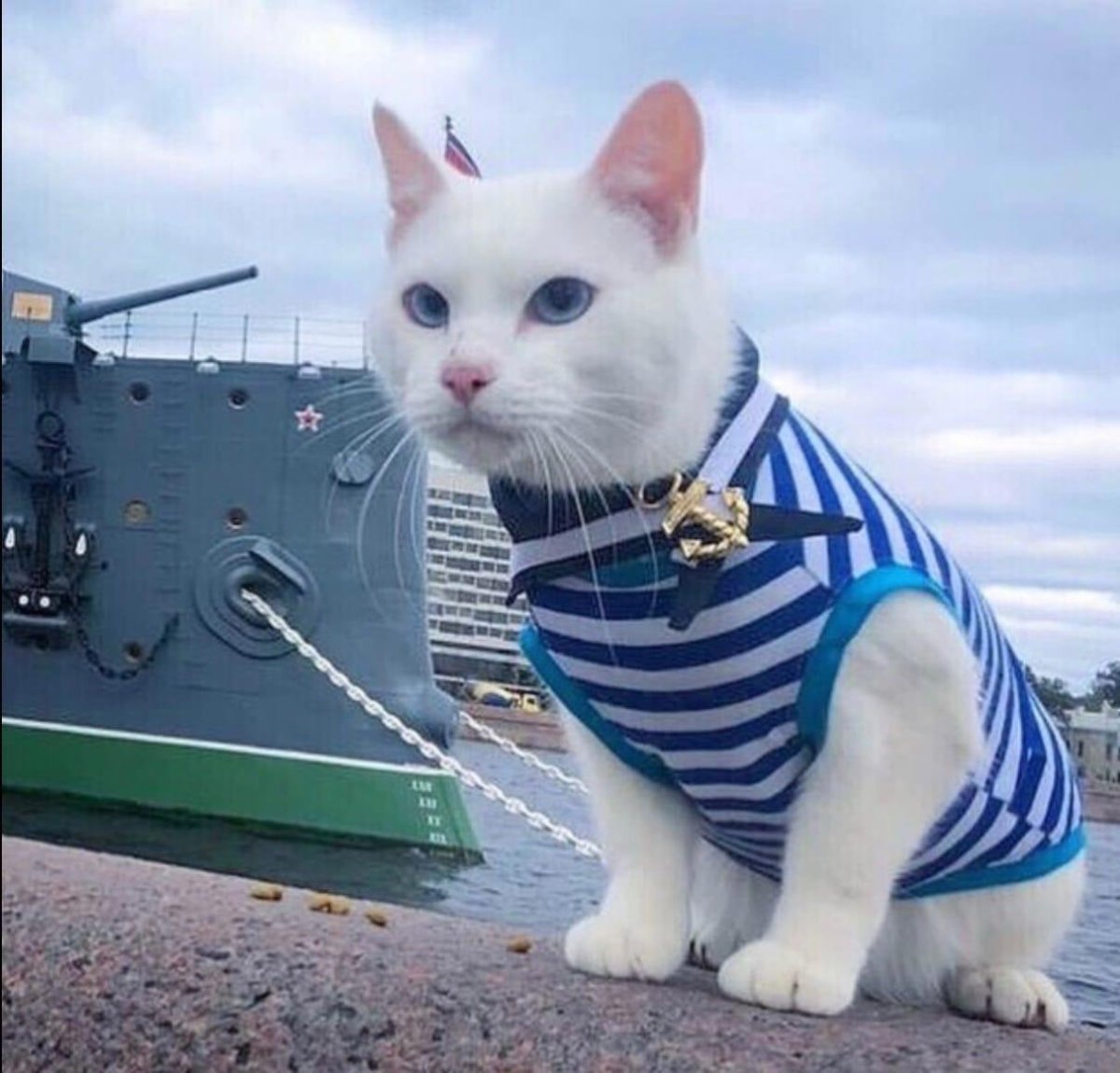 Кот в тельняшке