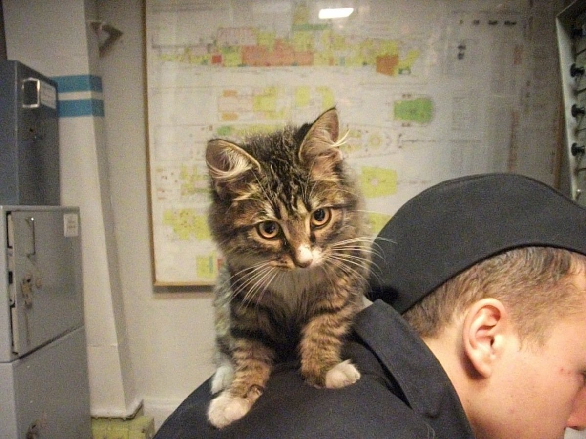 Суровые коты