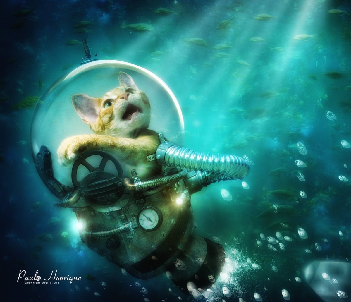 Подводные котики