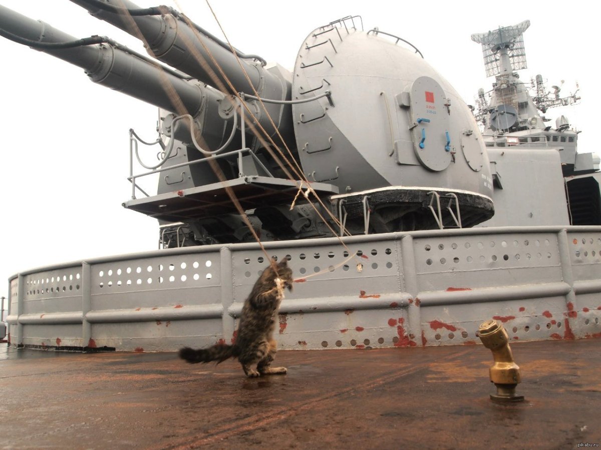 Кот матрос Сергей Иванович