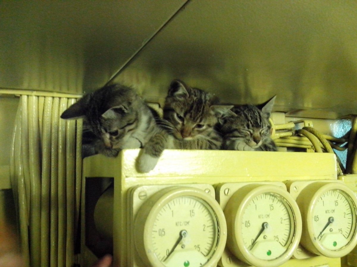 Корабельный кот