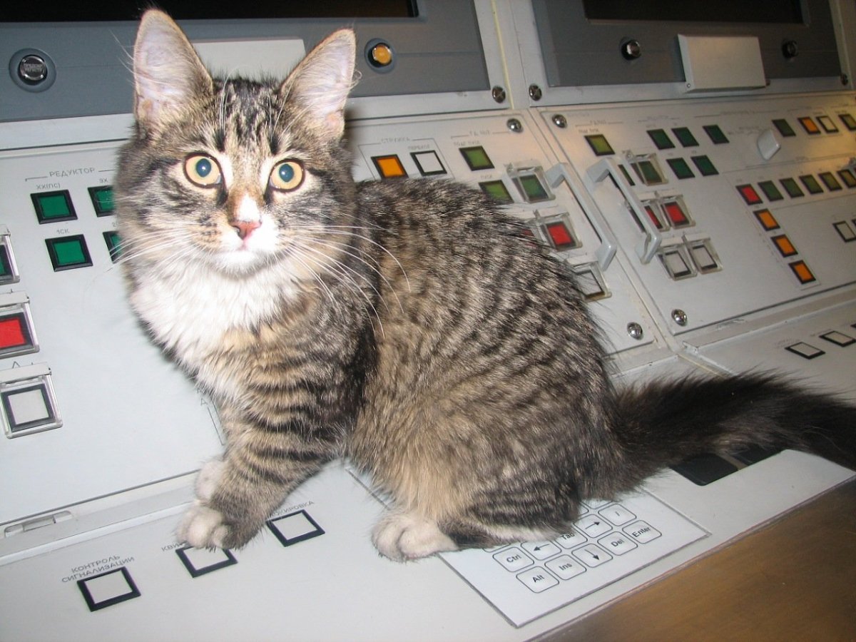 Корабельные коты