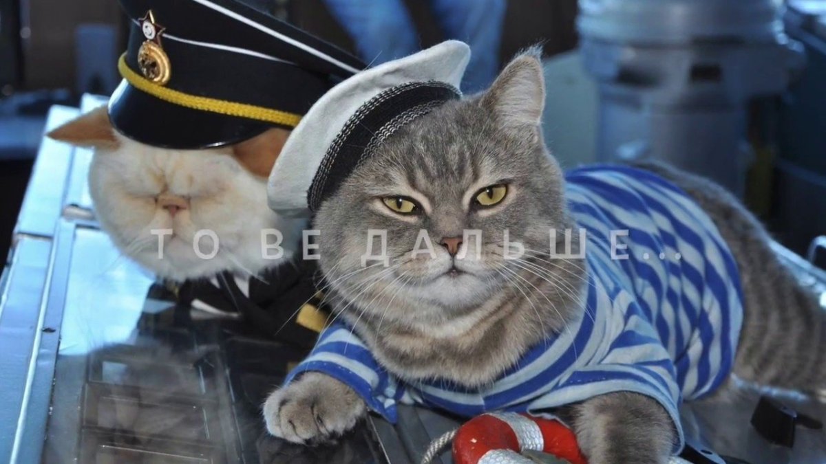 Кот на теплоходе Николай Чернышевский