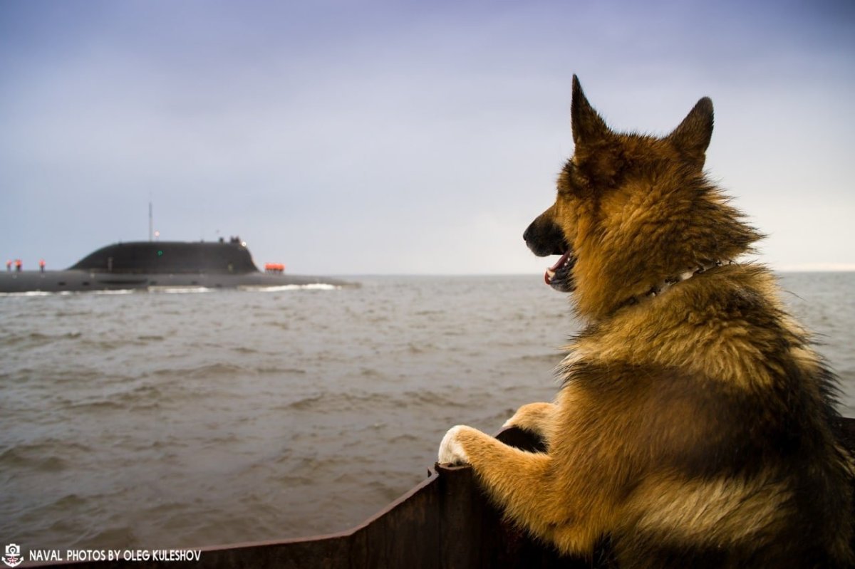 Собака подводная лодка