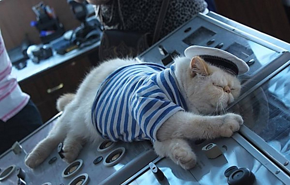 Кот матрос на теплоходе Чернышевский