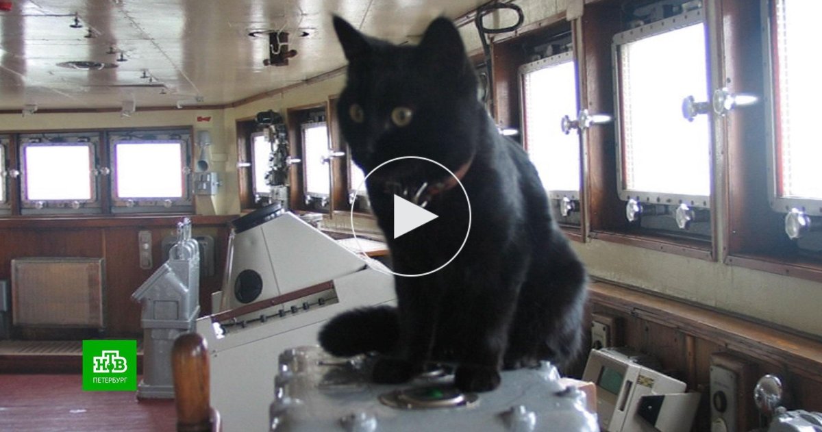 Животные на корабле